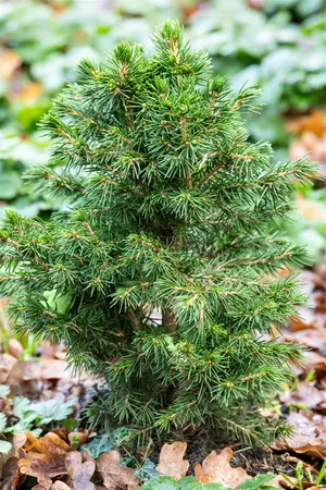 Picea abies 'Tompa' - 15-20 CM C2 - image 4