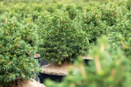 Picea abies 'Tompa' - 20-25 CM C3 - image 1