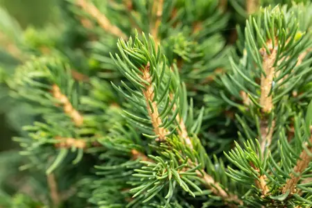 Picea abies 'Tompa' - 20-25 CM C3 - image 2