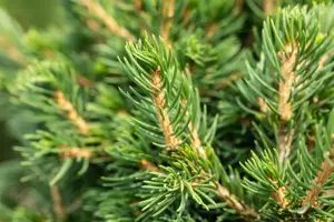 Picea abies 'Tompa' - 20-25 CM C3 - image 2