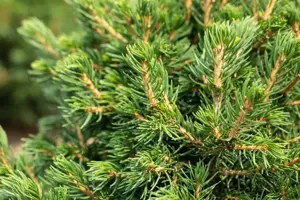 Picea abies 'Tompa' - 20-25 CM C3 - image 3