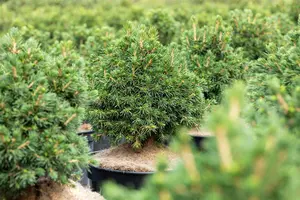 Picea abies 'Tompa' - 15-20 CM C2 - image 4