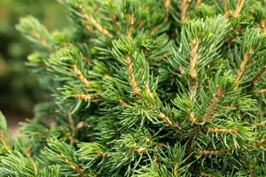 Picea abies 'Tompa' - 15-20 CM C2 - image 3
