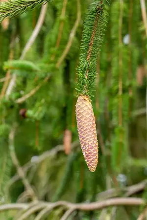 Picea abies 'Virgata' - 30-40 CM C3