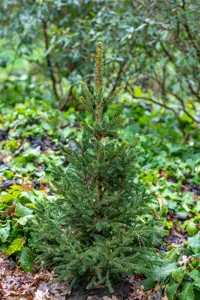 Picea abies 'Will's Zwerg' - 60-80 CM C10 - image 3