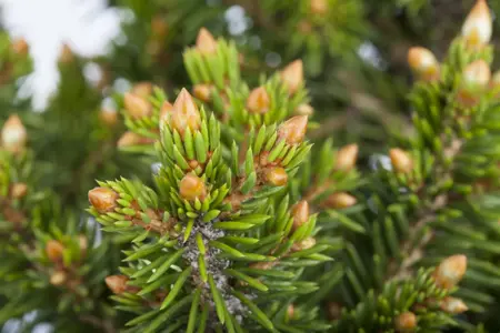 Picea abies 'Will's Zwerg' - 30-40 CM C7.5 - image 1