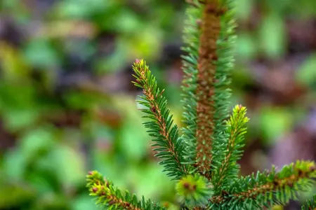Picea abies 'Will's Zwerg' - 30-40 CM C7.5 - image 5