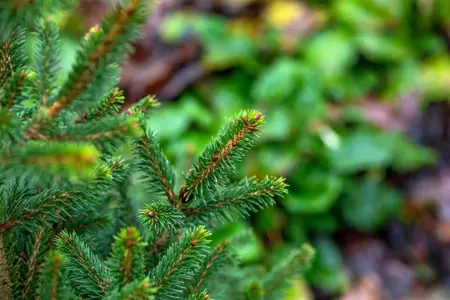 Picea abies 'Will's Zwerg' - 60-80 CM C10 - image 4