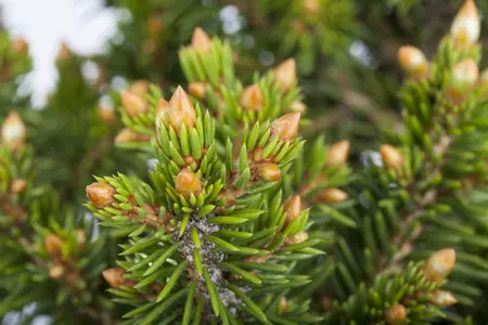 Picea abies 'Will's Zwerg' - 80-90 CM C15 - image 1