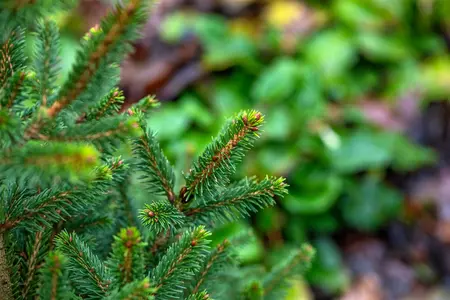 Picea abies 'Will's Zwerg' - 80-90 CM C15 - image 4