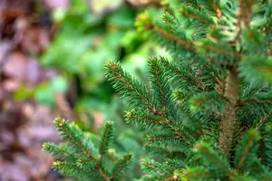 Picea abies 'Will's Zwerg' - 100-125 CM C25 - image 5