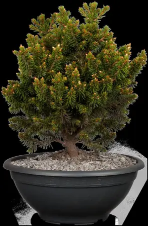 Picea abies 'Will's Zwerg' - 60-80 CM C10 - image 2