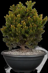 Picea abies 'Will's Zwerg' - 60-80 CM C10 - image 2