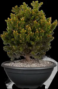 Picea abies 'Will's Zwerg' - 80-90 CM C15 - image 2
