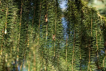 Picea breweriana - 30-40 CM C5 - image 1