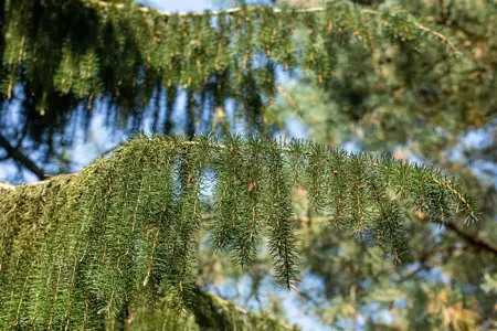 Picea breweriana - 30-40 CM C5 - image 2