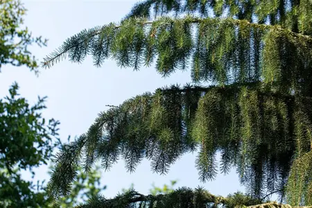 Picea breweriana - 30-40 CM C5 - image 3