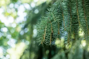 Picea breweriana - 40-50 CM C5 - image 4