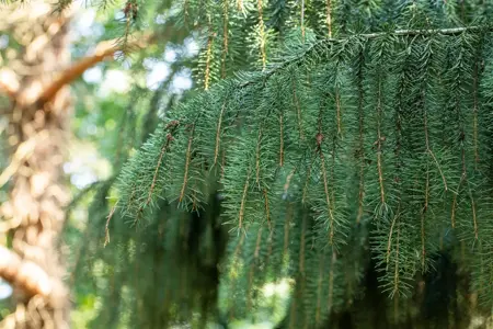 Picea breweriana - 40-50 CM C5 - image 5