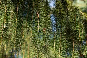 Picea breweriana - 60-80 CM C10 - image 5