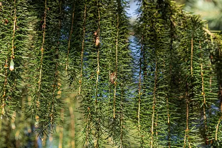 Picea breweriana - 5 Ltr pot - image 1