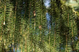 Picea breweriana - 80-100 CM C10 - image 5