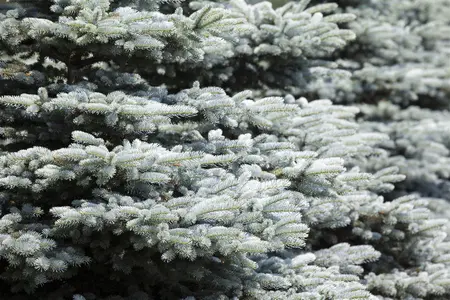 Picea glauca - 200-250 CM C25 - image 1