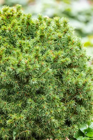Picea glauca 'Alberta Globe' - 1.5 Ltr pot - image 2