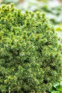 Picea glauca 'Alberta Globe' - 2 Ltr pot - image 2