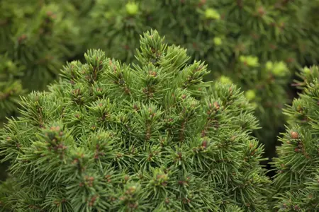 Picea glauca 'Alberta Globe' - 15-20 CM C2 - image 1