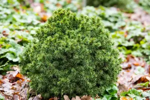 Picea glauca 'Alberta Globe' - 15-20 CM C2 - image 3