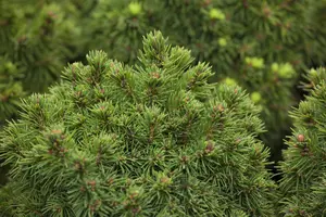Picea glauca 'Alberta Globe' - 30-40 CM C5 - image 5