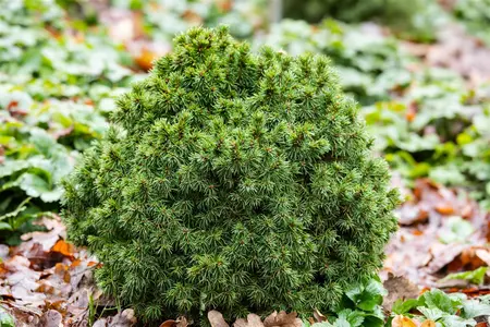 Picea glauca 'Alberta Globe' - 1.5 Ltr pot - image 3