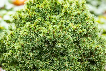 Picea glauca 'Alberta Globe' - 1.5 Ltr pot - image 4