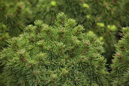 Picea glauca 'Alberta Globe' - 2 Ltr pot - image 1
