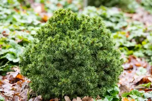 Picea glauca 'Alberta Globe' - 2 Ltr pot - image 3