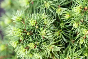 Picea glauca 'Alberta Globe' - 2 Ltr pot - image 5