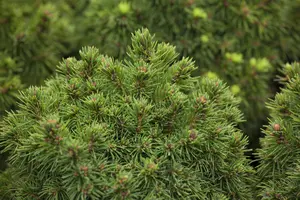 Picea glauca 'Alberta Globe'