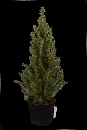 Picea glauca 'Conica' - 3 Ltr pot - image 2