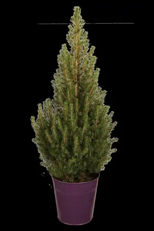 Picea glauca 'Conica' - 70-80 CM RB - image 4