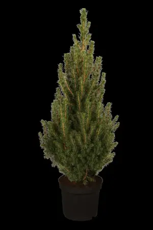 Picea glauca 'Conica' - 80-100 CM RB - image 5