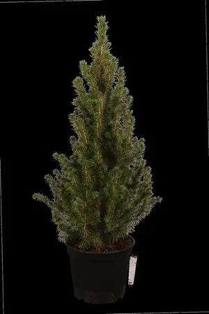 Picea glauca 'Conica' - 70-80 CM C5 - image 2