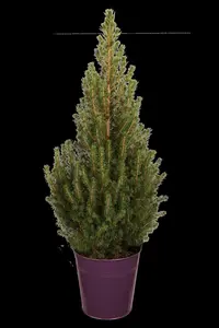 Picea glauca 'Conica' - 70-80 CM C5 - image 4