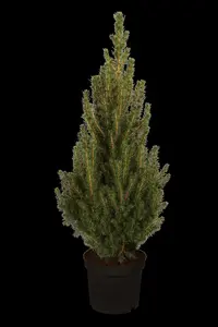 Picea glauca 'Conica' - 70-80 CM C5 - image 5