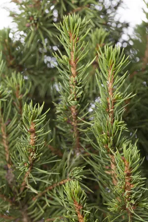 Picea glauca 'Conica' - 90-100 CM C10 - image 2