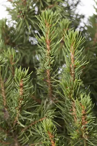 Picea glauca 'Conica' - 90-100 CM C10 - image 2