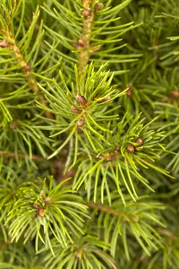 Picea glauca 'Conica' - 90-100 CM C10 - image 3