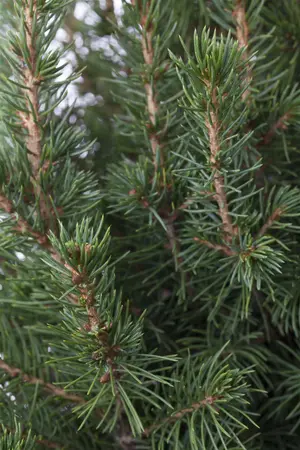 Picea glauca 'Conica' - 100 CM C10 - image 1