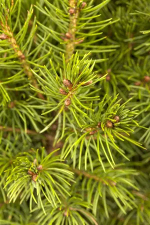 Picea glauca 'Conica' - 100 CM C10 - image 3