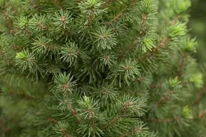 Picea glauca 'Conica' - 90-100 CM C10 - image 5